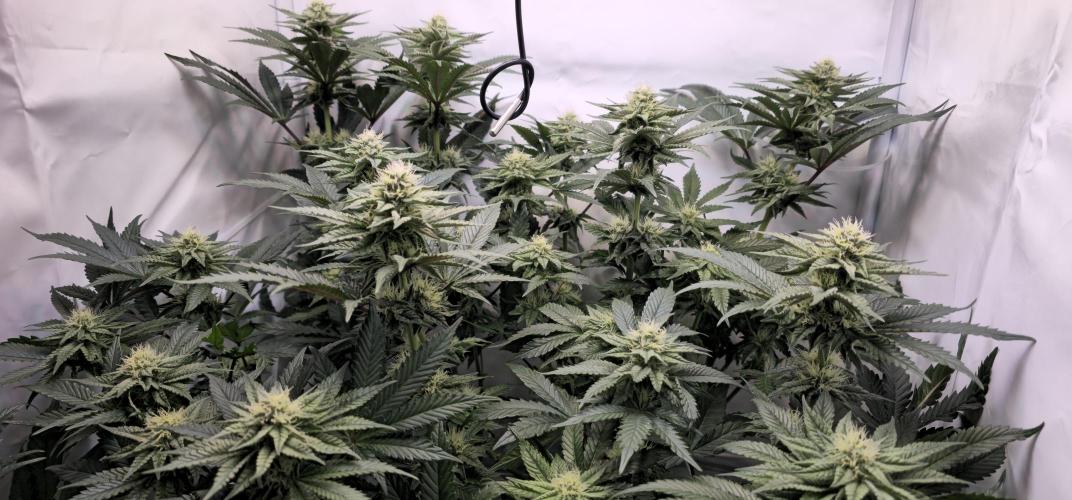 Seriotica 60x60cm 190W Autopot Scrog. Week 10