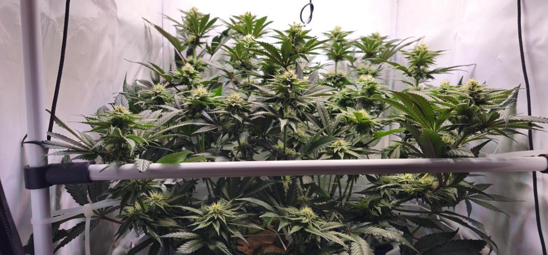 Seriotica 60x60cm 190W Autopot Scrog. Week 10