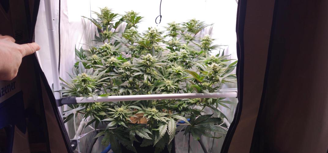 Seriotica 60x60cm 190W Autopot Scrog. Week 10