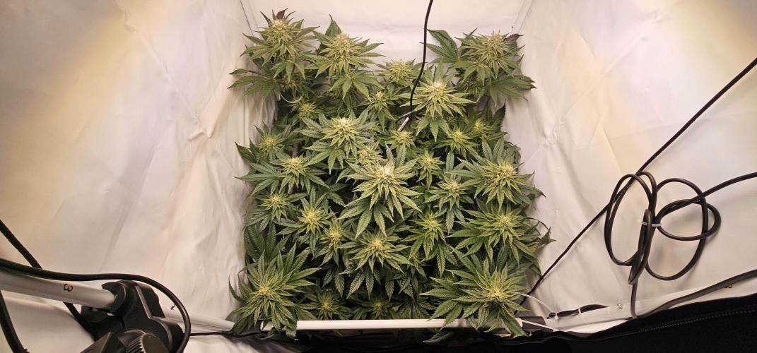 Seriotica 60x60cm 190W Autopot Scrog. Week 11 - 29th day after switch to 12/12