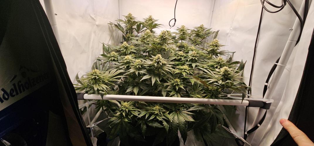 Seriotica 60x60cm 190W Autopot Scrog. Week 11 - 29th day after switch to 12/12