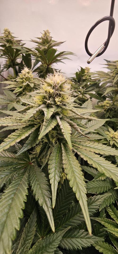 Seriotica 60x60cm 190W Autopot Scrog. Week 11 - 29th day after switch to 12/12