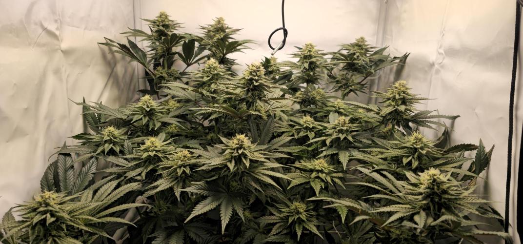 Seriotica 60x60cm 190W Autopot Scrog. Week 11 - 29th day after switch to 12/12