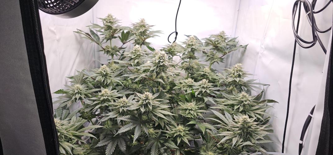 Seriotica 60x60cm 190W Autopot Scrog. Week 11 - 29th day after switch to 12/12