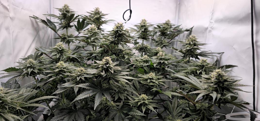 Seriotica 60x60cm 190W Autopot Scrog. Week 11 - 29th day after switch to 12/12