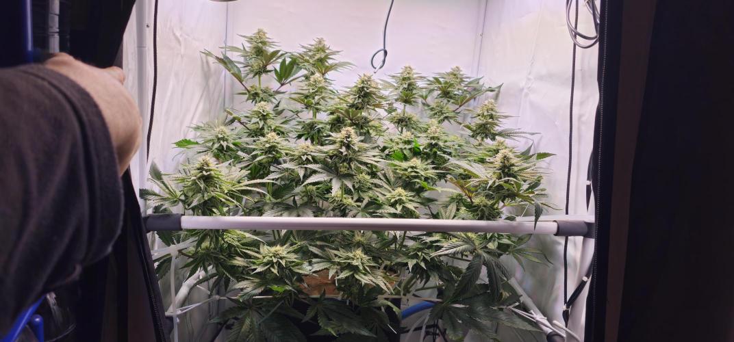 Seriotica 60x60cm 190W Autopot Scrog. Week 11 - 29th day after switch to 12/12