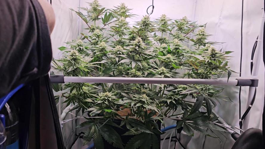 Seriotica 60x60cm 190W Autopot Scrog
