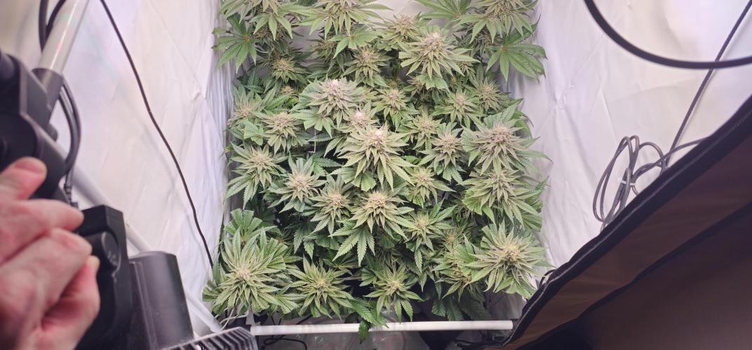 Seriotica 60x60cm 190W Autopot Scrog. Week 12