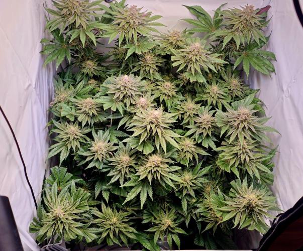 Seriotica 60x60cm 190W Autopot Scrog. Week 12