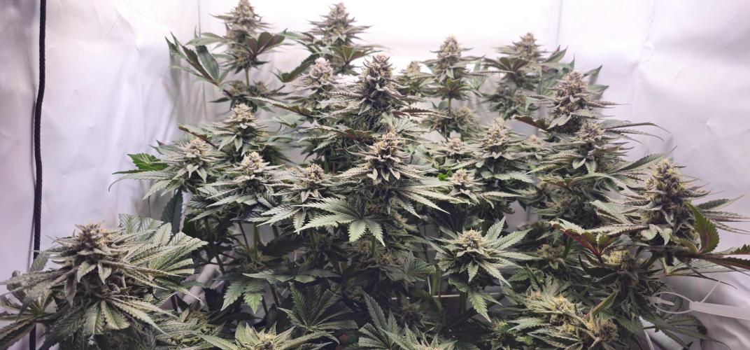 Seriotica 60x60cm 190W Autopot Scrog. Week 12