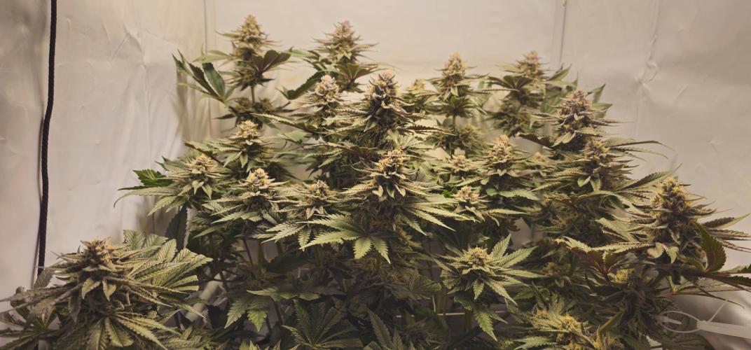 Seriotica 60x60cm 190W Autopot Scrog. Week 12