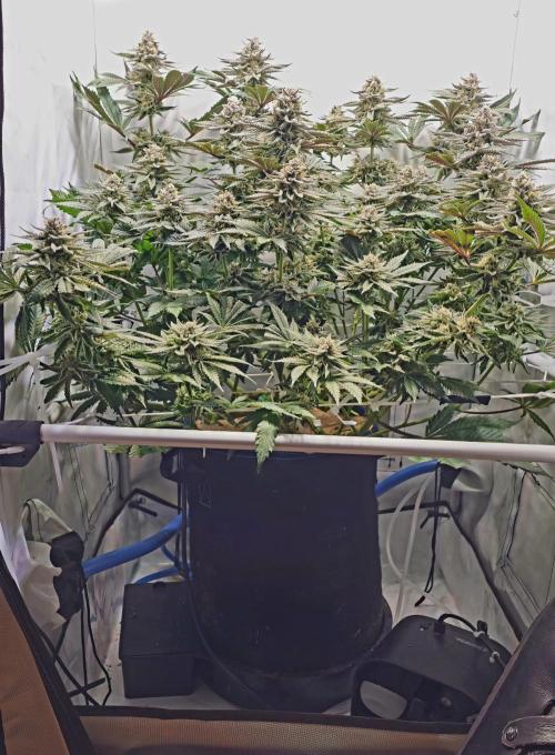 Seriotica 60x60cm 190W Autopot Scrog. Week 12