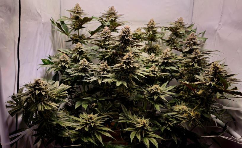 Seriotica 60x60cm 190W Autopot Scrog. Week 12