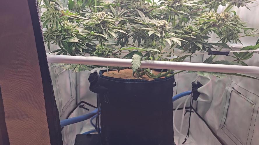 Seriotica 60x60cm 190W Autopot Scrog