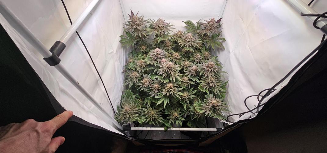 Seriotica 60x60cm 190W Autopot Scrog. Week 13
