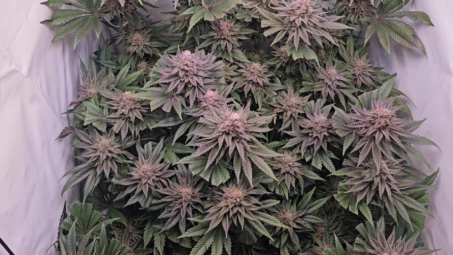 Seriotica 60x60cm 190W Autopot Scrog