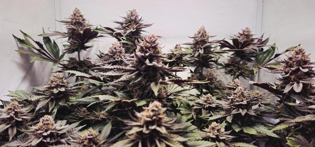 Seriotica 60x60cm 190W Autopot Scrog. Week 13