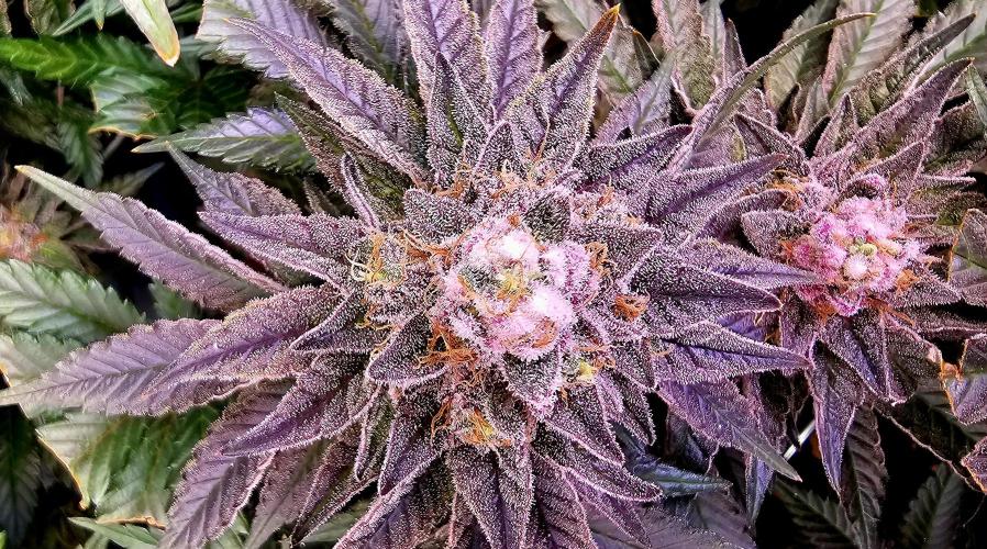 Seriotica 60x60cm 190W Autopot Scrog. Week 13
