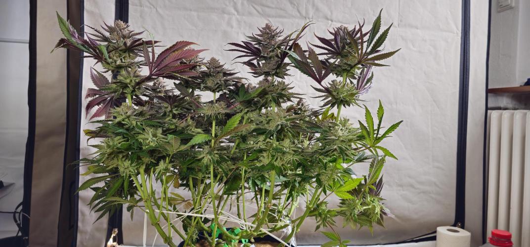 Seriotica 60x60cm 190W Autopot Scrog. Week 14