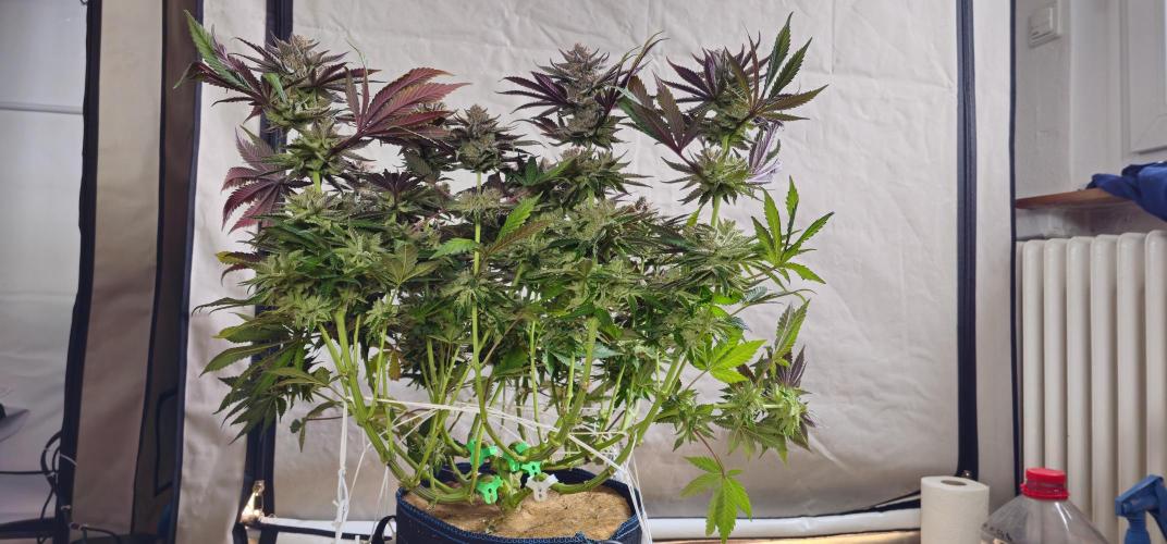 Seriotica 60x60cm 190W Autopot Scrog. Week 14