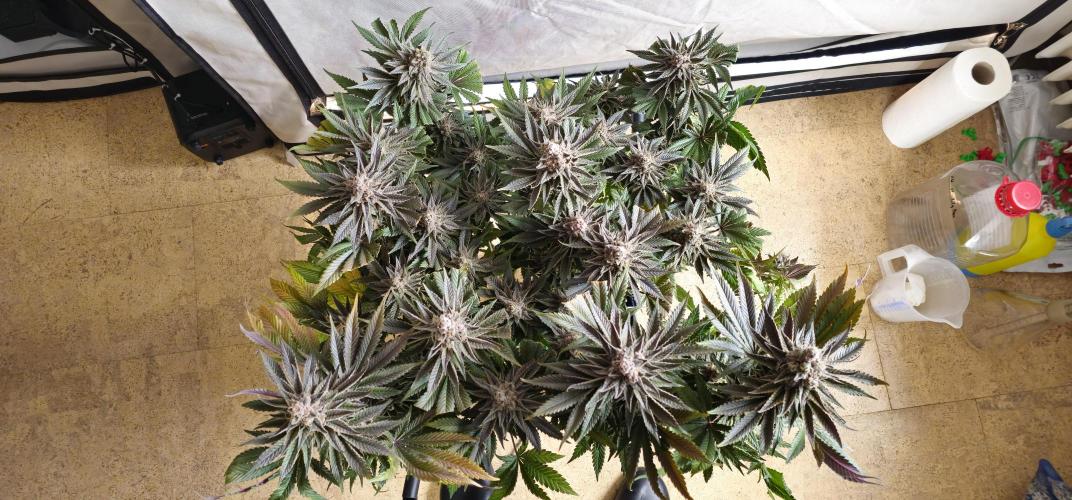 Seriotica 60x60cm 190W Autopot Scrog. Week 14