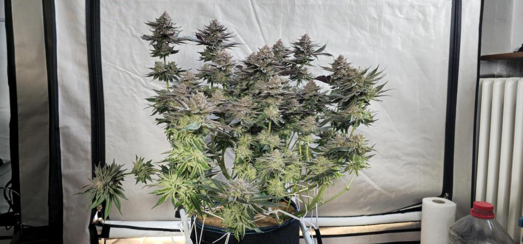 Seriotica 60x60cm 190W Autopot Scrog. Week 14