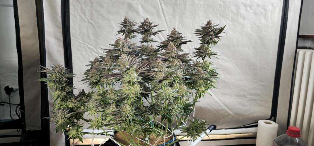 Seriotica 60x60cm 190W Autopot Scrog. Week 14