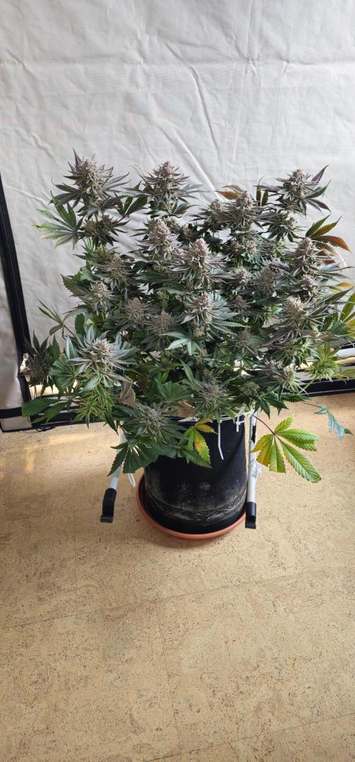 Seriotica 60x60cm 190W Autopot Scrog. Week 14