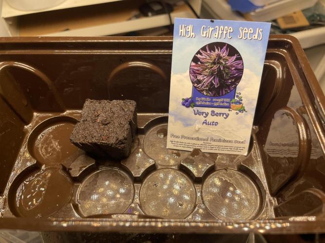 Very Berry Auto. Week 0 - Soaked Easyplug