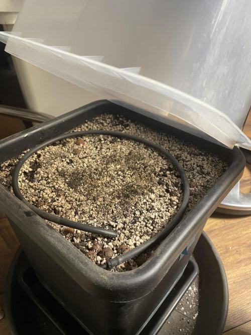 Very Berry Auto. Week 0 - Soaked 1Pot with Airdome line and germination dome. 