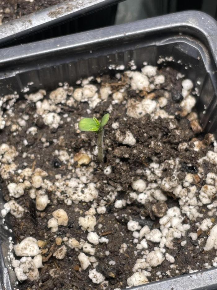 Blackberry Moonrocks. Week 1 - Day 1 - Welcome