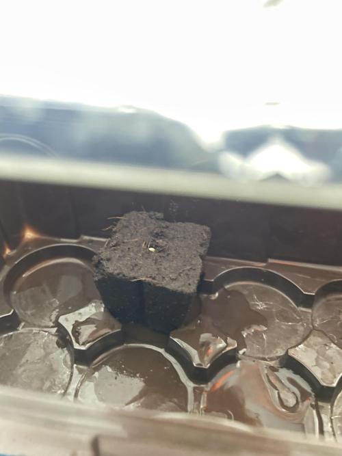 Very Berry Auto. Week 0 - Almost there