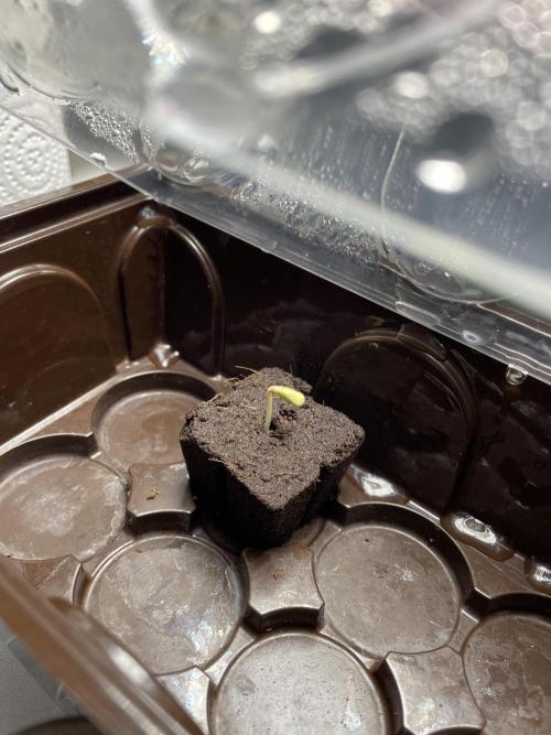 Very Berry Auto. Week 0 - Welcome :)