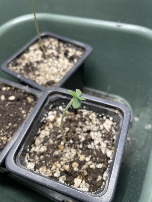 Blackberry Moonrocks. Week 1 - Day 3