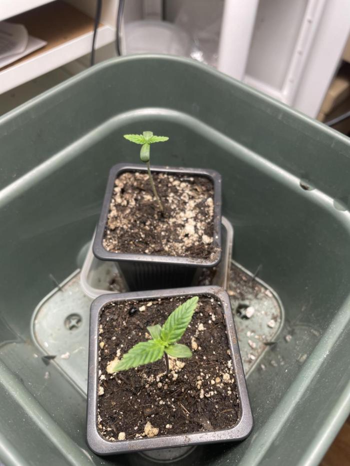 LSD by Zamnesia. Week 1 - LSD Seedling