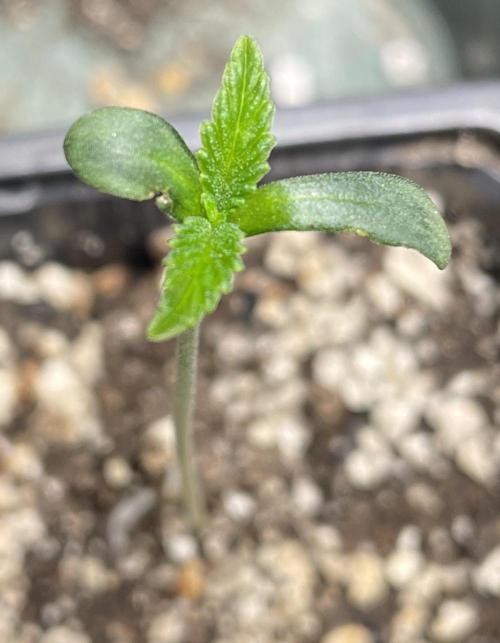 Blackberry Moonrocks. Week 1 - Day 4