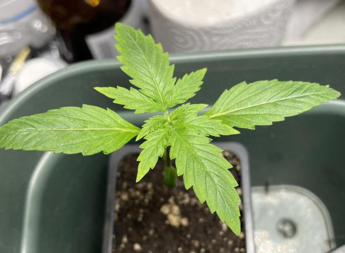 LSD by Zamnesia. Week 2 - Day 13