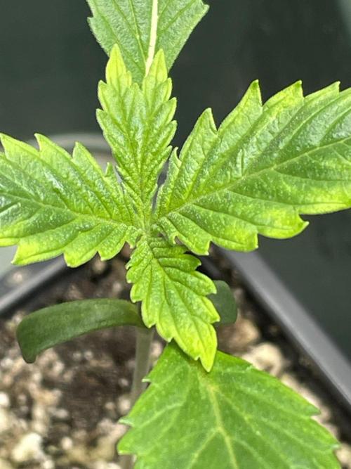 LSD by Zamnesia. Week 2 - Seedling 2 has a little condition