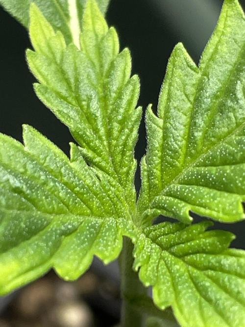 LSD by Zamnesia. Week 2 - No more nodes? 