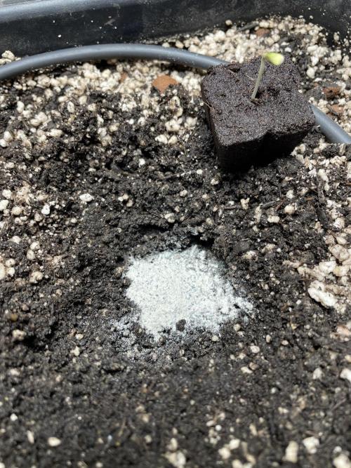 Very Berry Auto. Week 1 - Some Myco for a warm welcome