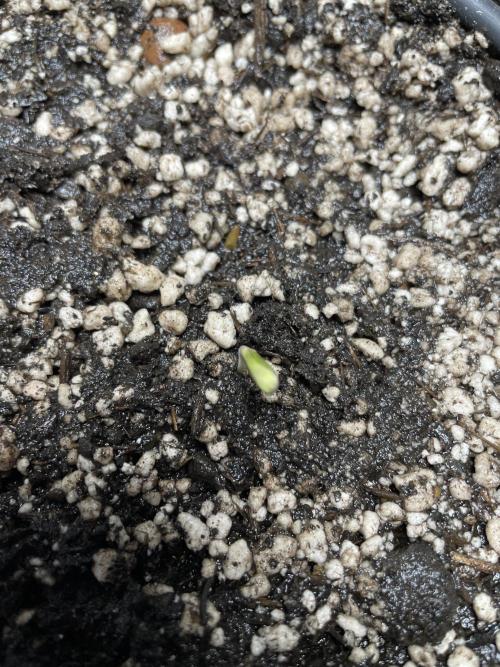 Very Berry Auto. Week 1 - Barly looking out