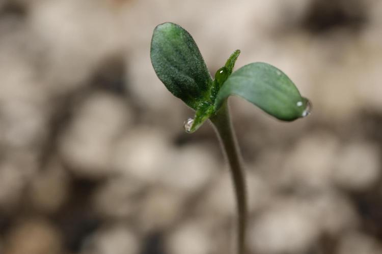 Very Berry Auto. Week 1 - Sweating