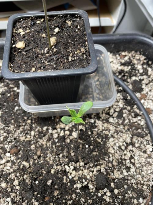 Very Berry Auto. Week 1 - Day 7