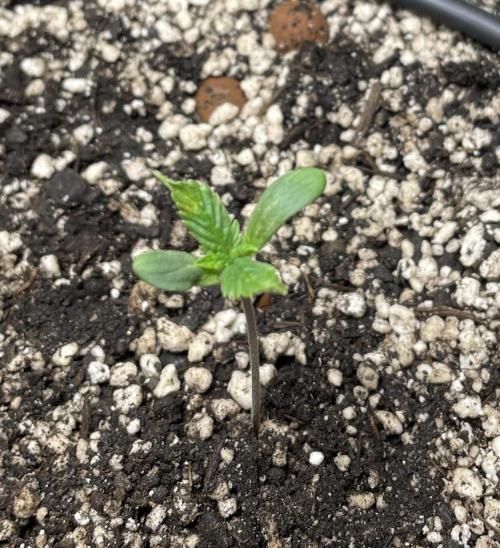 Very Berry Auto. Week 1 - Day 7