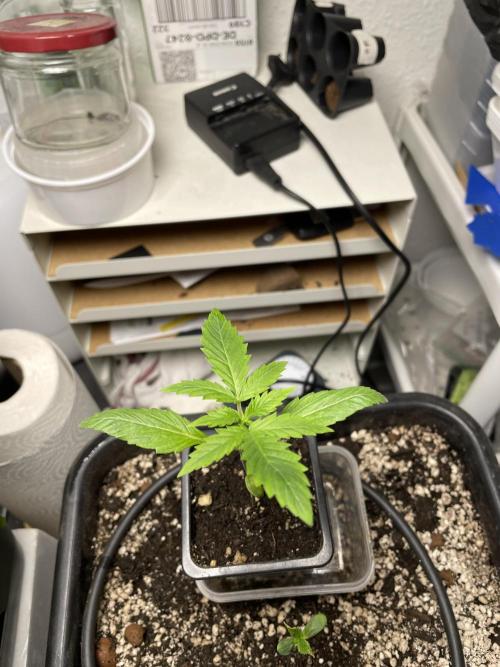 LSD by Zamnesia. Week 3