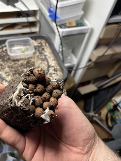 LSD by Zamnesia. Week 3 - Looking healthy