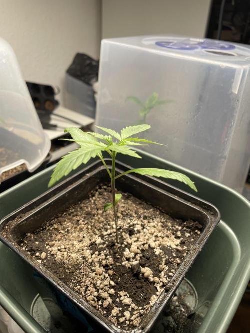 LSD by Zamnesia. Week 3