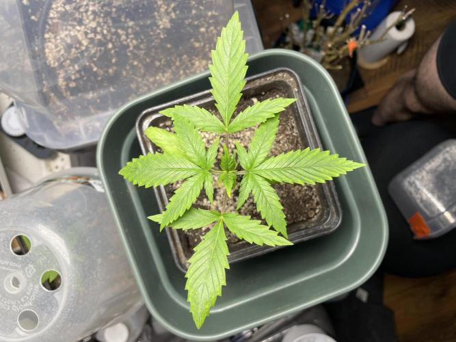 LSD by Zamnesia. Week 3