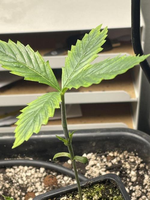 LSD by Zamnesia. Week 3 - New branches above the first set of true leaves.