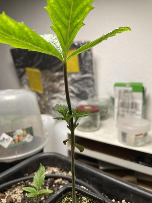 LSD by Zamnesia. Week 3 - The new braches look very good